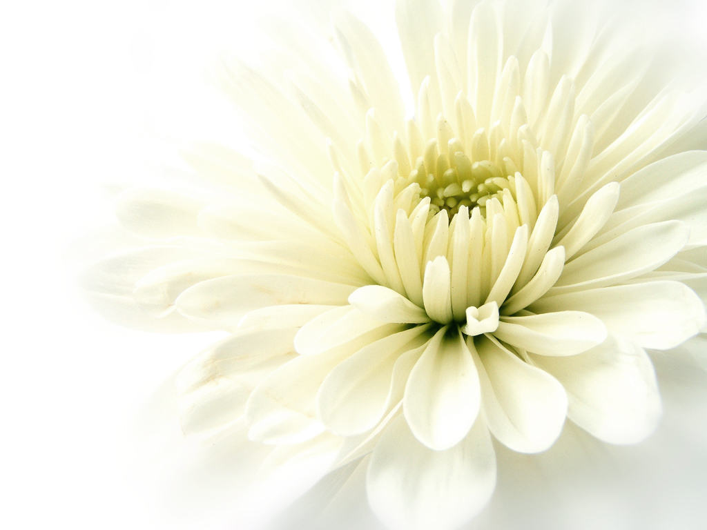 LIVING LESS: 50 POWERFUL DOWNSIZING QUOTES TO INSPIRE YOUR JOURNEY 3 White on white