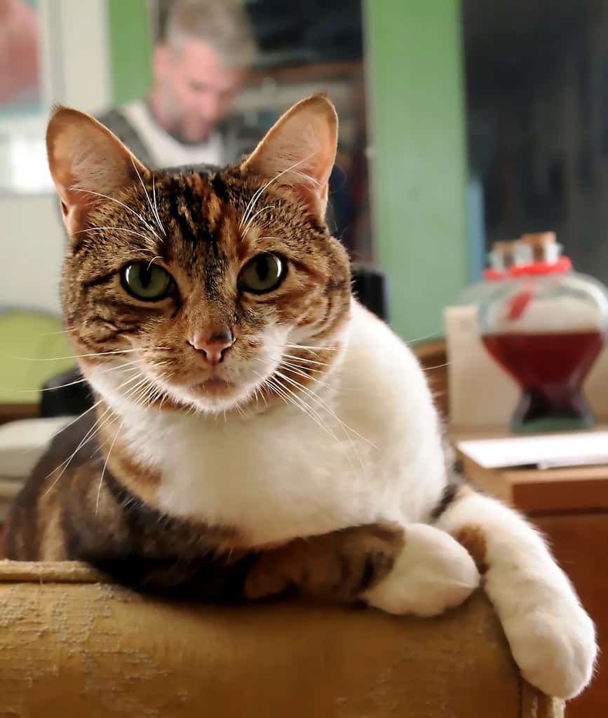 5 KEY DIFFERENCES BETWEEN A CONDO AND AN APARTMENT: TO RENT OR BUY 7 bb6bb81d 863d 4bfb a28c 2b64766c33cf